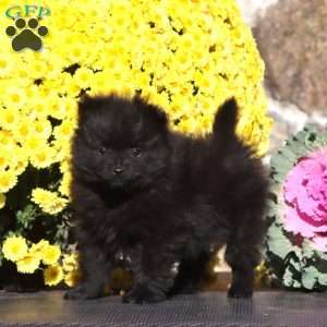 Echo, Pomeranian Puppy