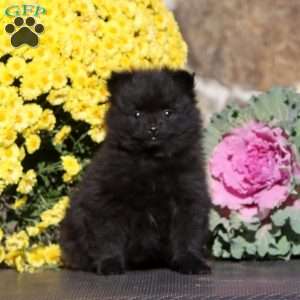 Echo, Pomeranian Puppy