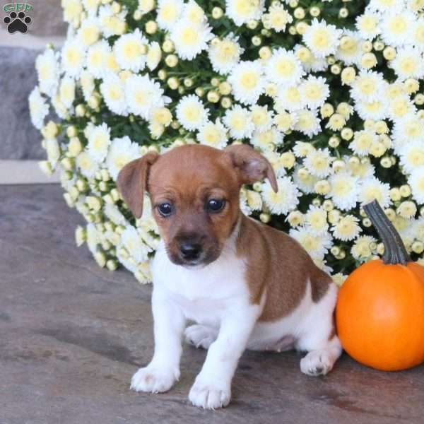 Eclair, Jack Russell Terrier Puppy