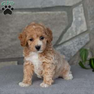 Kyla, Bich-Poo Puppy