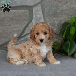 Kyla, Bich-Poo Puppy