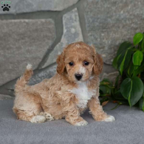 Kyla, Bich-Poo Puppy