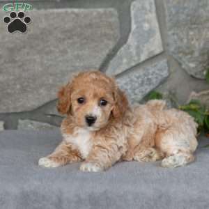 Kyla, Bich-Poo Puppy