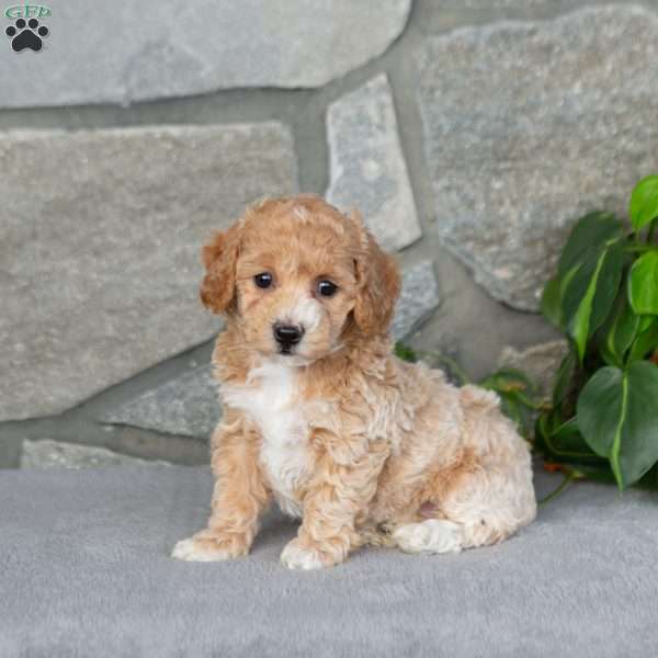 Kyla, Bich-Poo Puppy