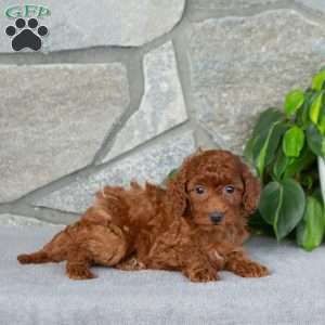 Kiara, Bich-Poo Puppy