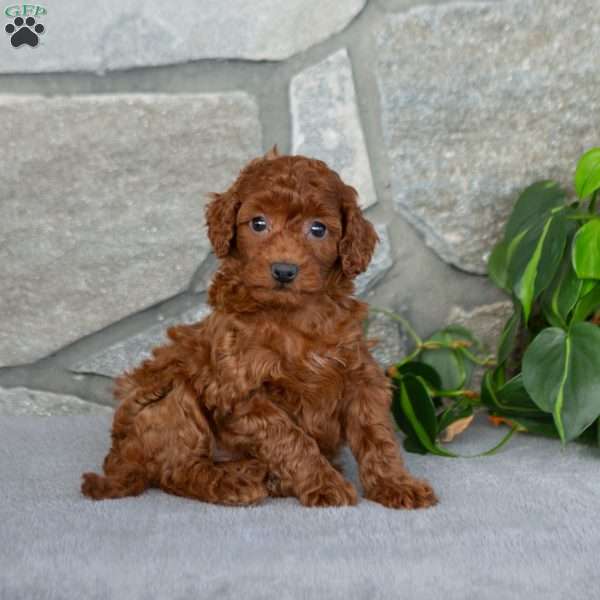 Kiara, Bich-Poo Puppy