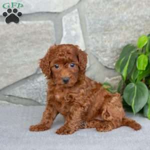 Kiara, Bich-Poo Puppy