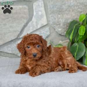 Kiara, Bich-Poo Puppy