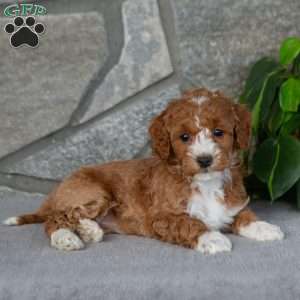 Kaylie, Bich-Poo Puppy