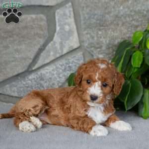 Kaylie, Bich-Poo Puppy