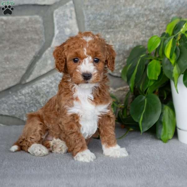 Kaylie, Bich-Poo Puppy