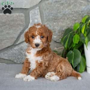 Kaylie, Bich-Poo Puppy