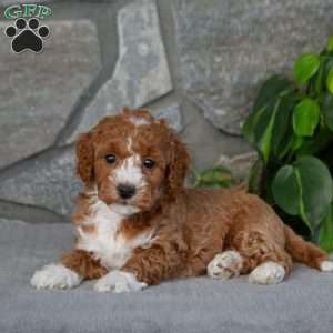 Kaylie, Bich-Poo Puppy