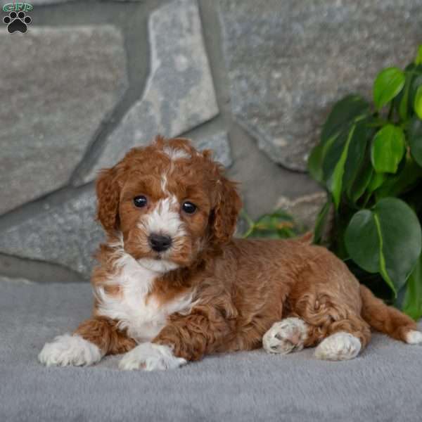 Kaylie, Bich-Poo Puppy