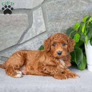 Kyler, Bich-Poo Puppy