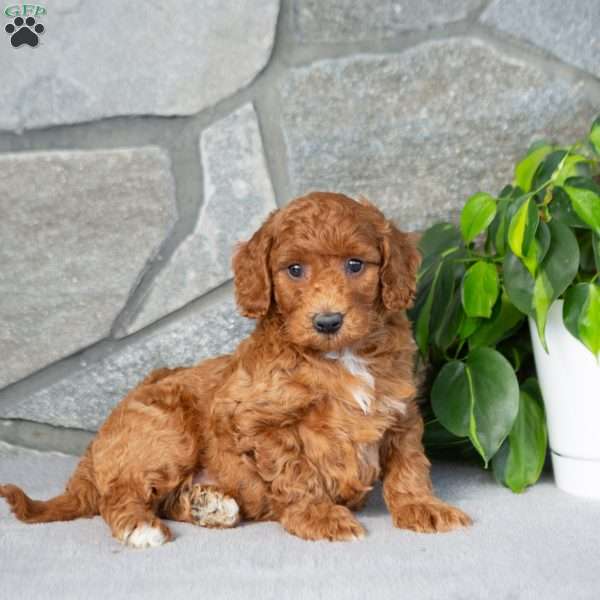 Kyler, Bich-Poo Puppy