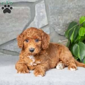 Kyler, Bich-Poo Puppy