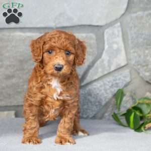 Kyler, Bich-Poo Puppy