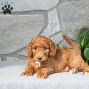 Kyler, Bich-Poo Puppy