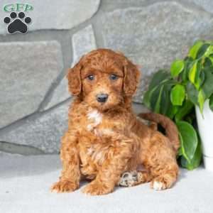 Kyler, Bich-Poo Puppy