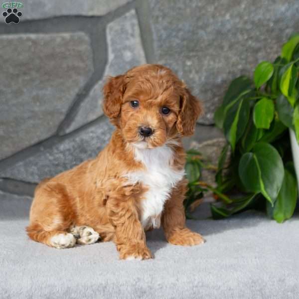 Kenton, Bich-Poo Puppy