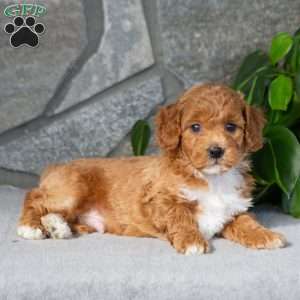 Kenton, Bich-Poo Puppy