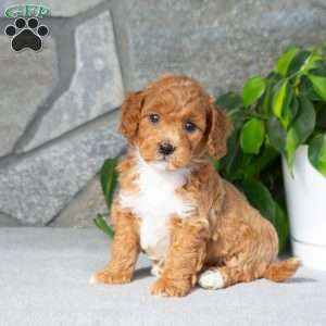 Kenton, Bich-Poo Puppy