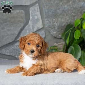 Kenton, Bich-Poo Puppy