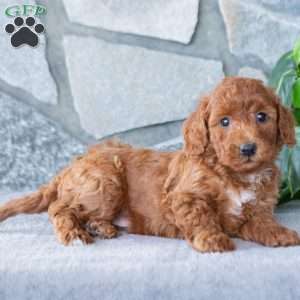 Kash, Bich-Poo Puppy