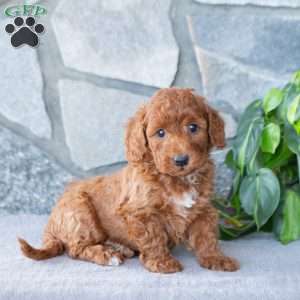 Kash, Bich-Poo Puppy