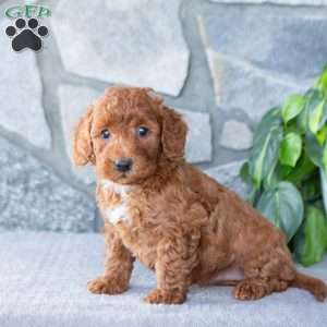 Kash, Bich-Poo Puppy