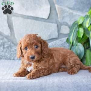 Kash, Bich-Poo Puppy