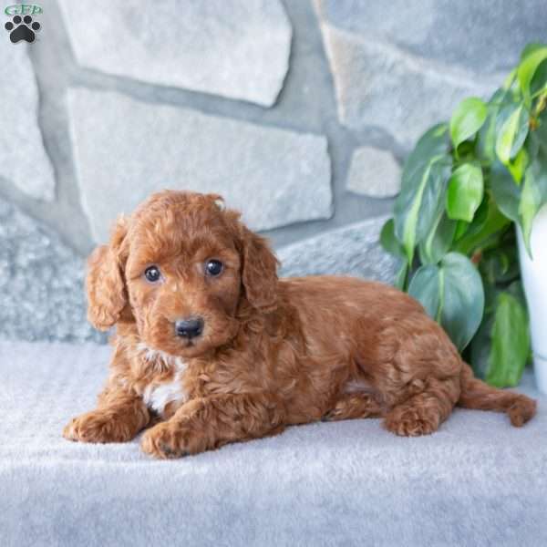 Kash, Bich-Poo Puppy