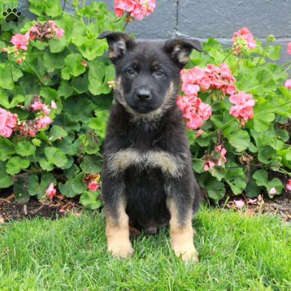 Eddie, German Shepherd Puppy