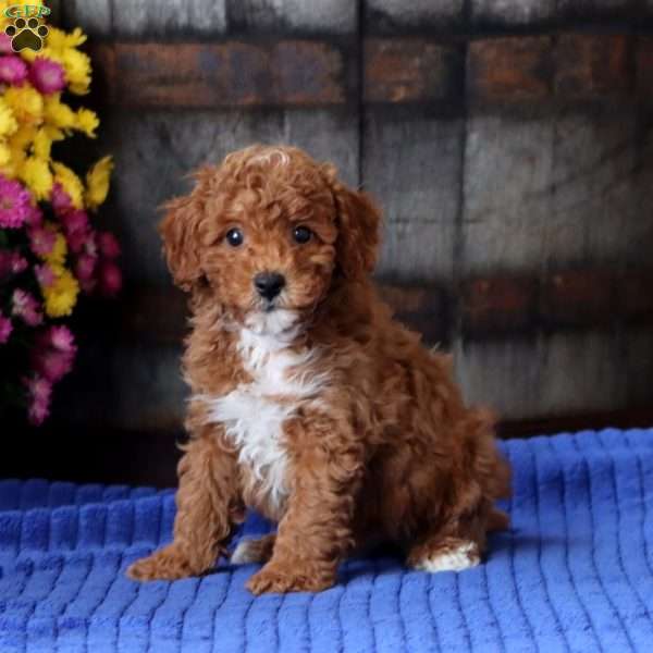 Eddie, Toy Poodle Puppy