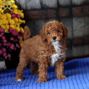 Eddie, Toy Poodle Puppy