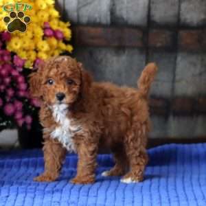 Eddie, Toy Poodle Puppy