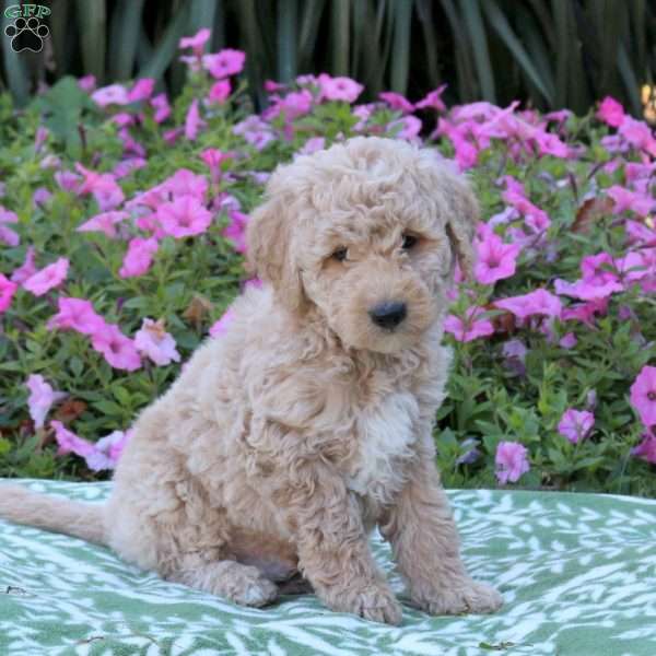Eddison, Mini Goldendoodle Puppy