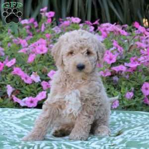 Eddison, Mini Goldendoodle Puppy