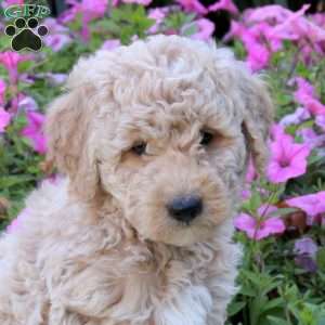Eddison, Mini Goldendoodle Puppy