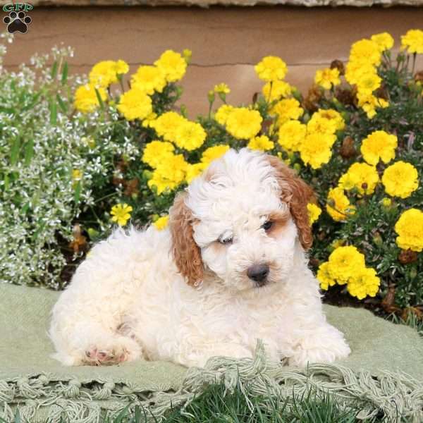 Eddy, Mini Goldendoodle Puppy