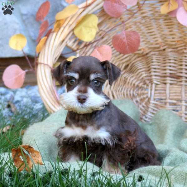 Eddy, Miniature Schnauzer Puppy
