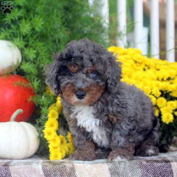 Eddy, Miniature Poodle Puppy