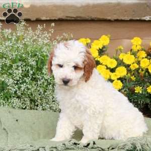 Eddy, Mini Goldendoodle Puppy