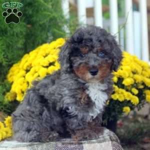Eddy, Miniature Poodle Puppy