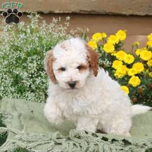 Eddy, Mini Goldendoodle Puppy