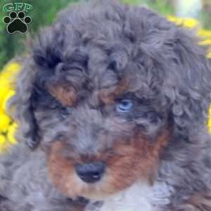 Eddy, Miniature Poodle Puppy