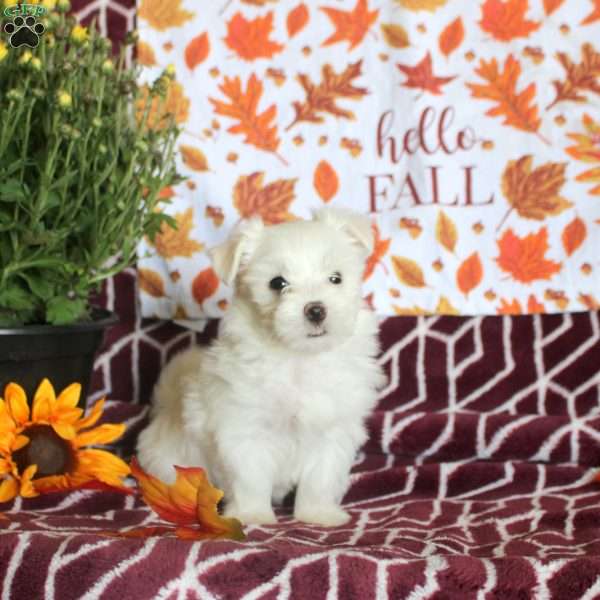 Edward, Maltese Puppy