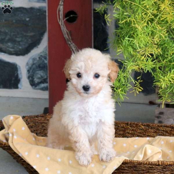 Effie, Bich-Poo Puppy