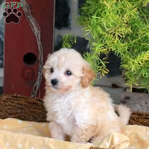 Effie, Bich-Poo Puppy